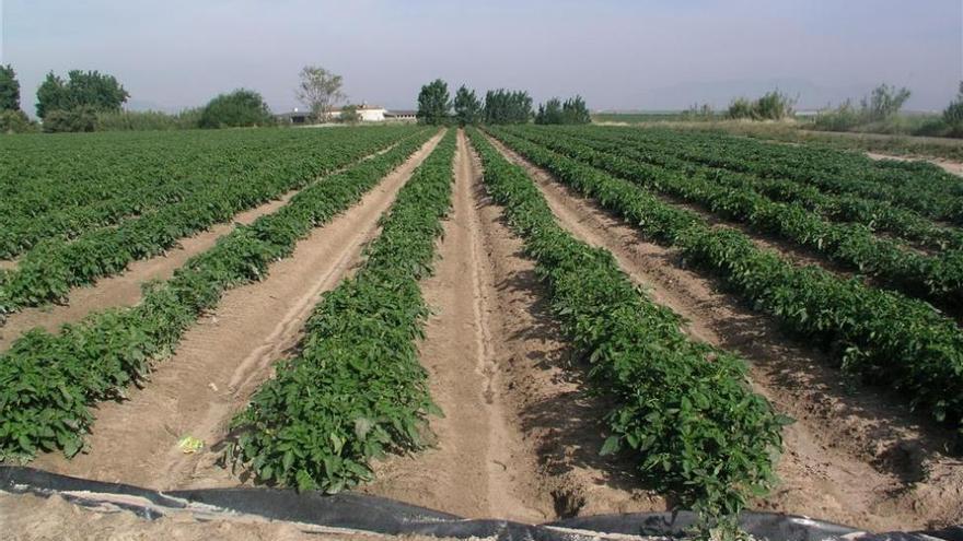 Agricultura estudia rebajar el IRPF para el tomate en la provincia de Cáceres