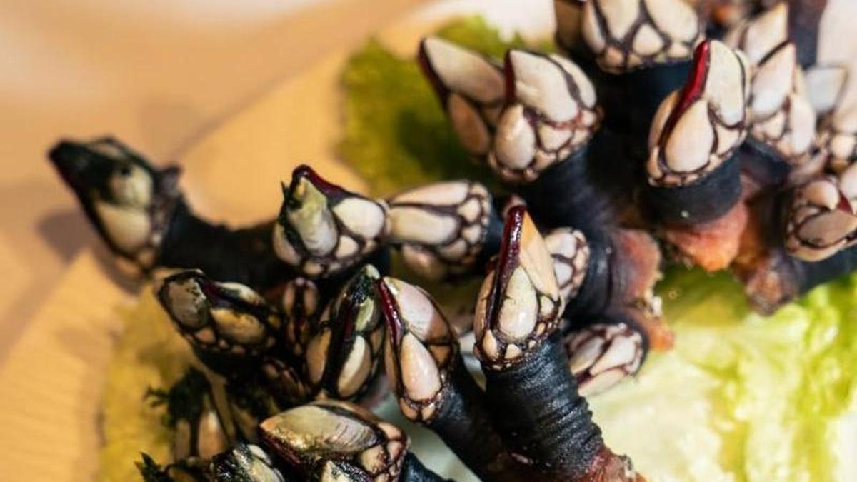 Percebes