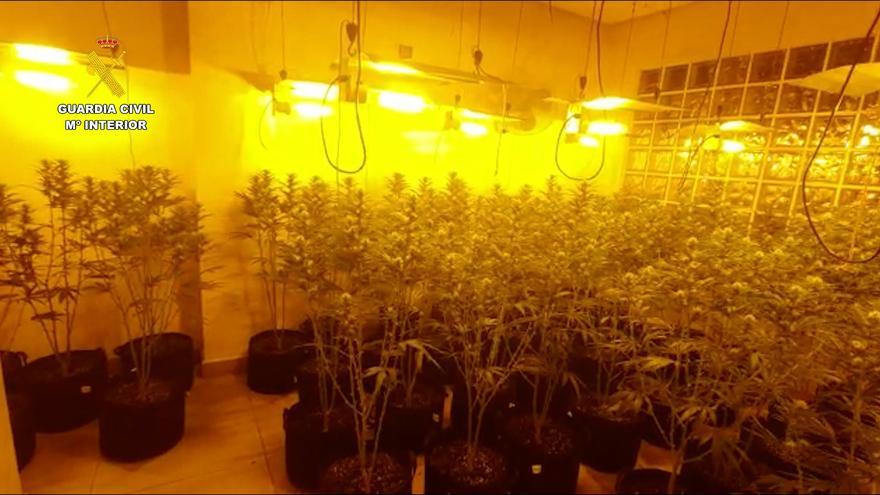 Cae una organización criminal en Castellón dedicada al cultivo de marihuana