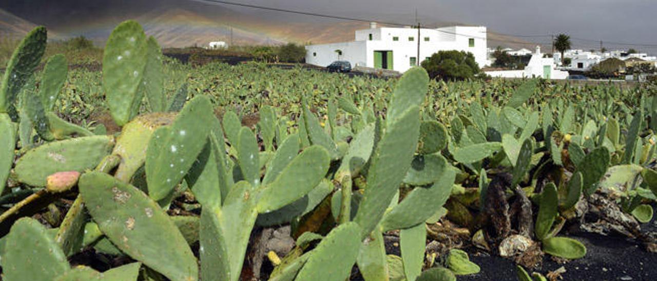 Mala está rodeado de tuneras, de las que se extraía la cochinilla.