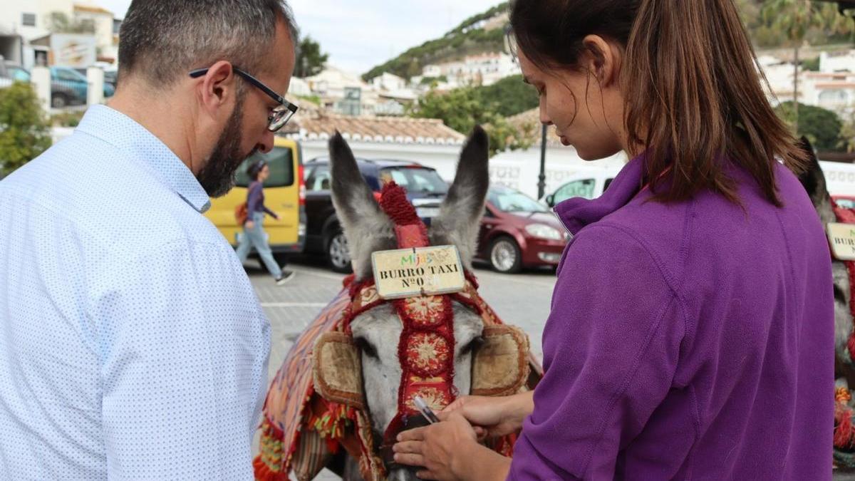 La veterinaria María Bross pasa la itv a los burro taxis de Mijas.