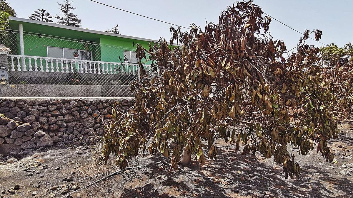 Un aguacatero quemado en La Palma.