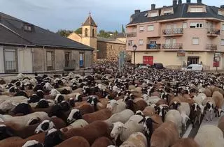 Los pastores alistanos regresan junto a su marea de lana