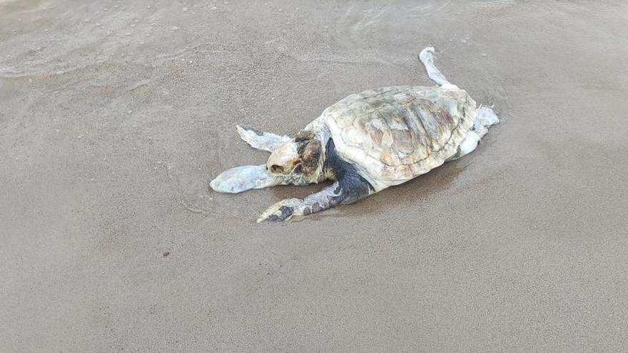 Hallan una tortuga marina muerta en la playa de Benicàssim