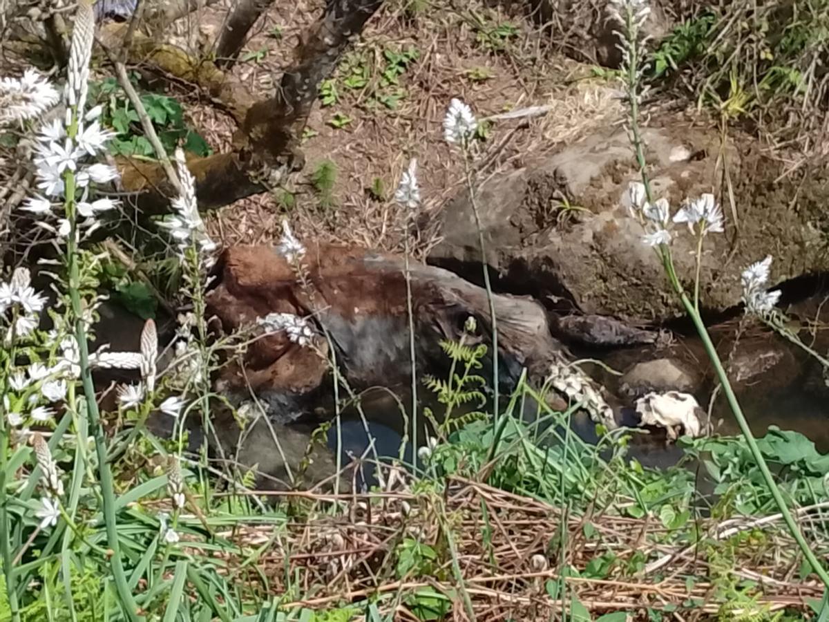 Imagen de los restos del animal, en el lugar donde fue hallado.