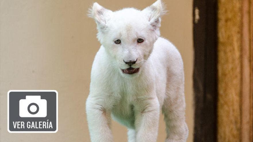 Un cachorro de león albino.