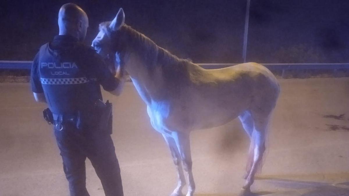 Un agente de la Policía Local de Lucena sujeta el caballo tras ser reducido.