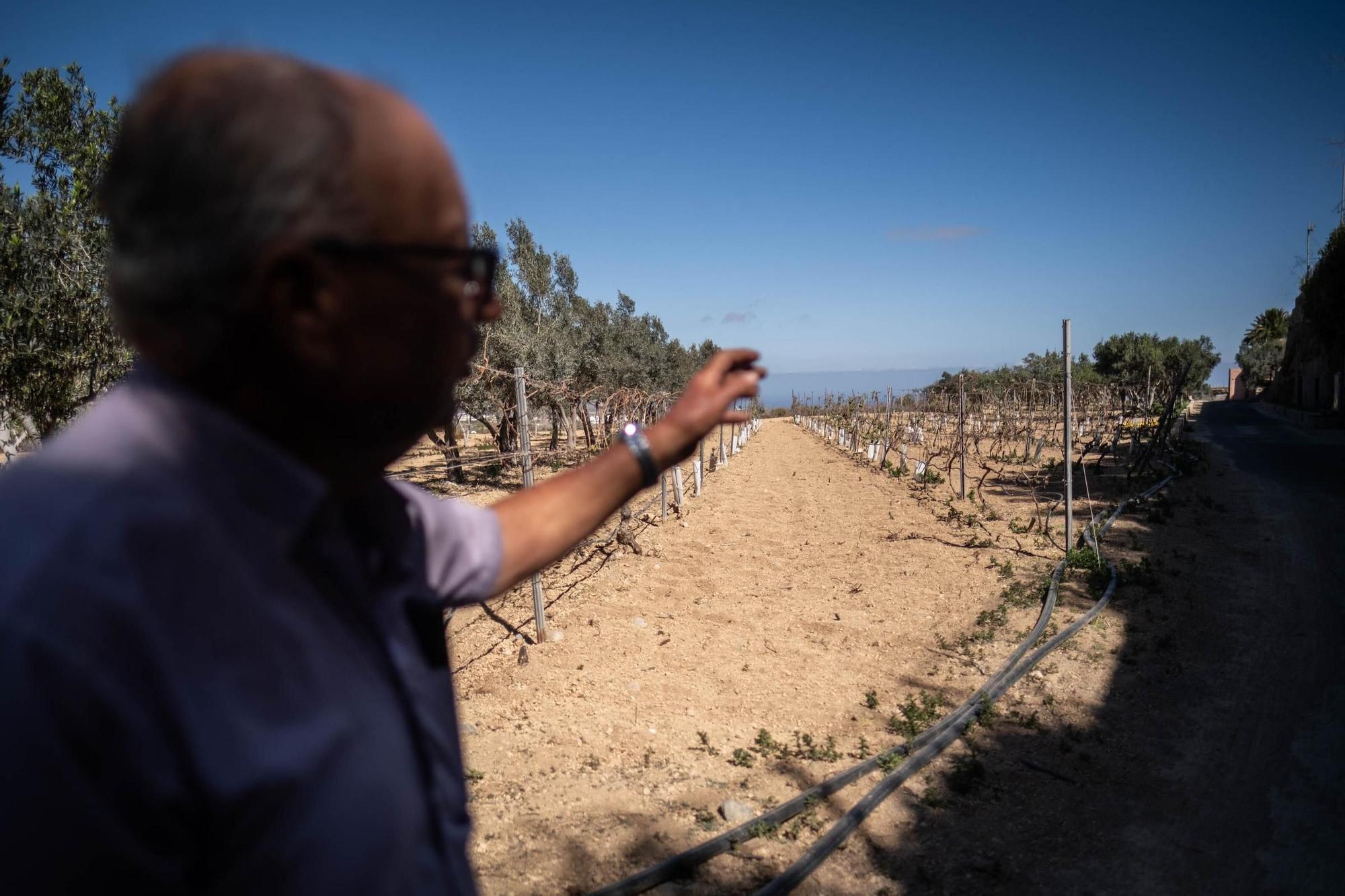 Manuel Marrero. agricultor afectado por la sequía