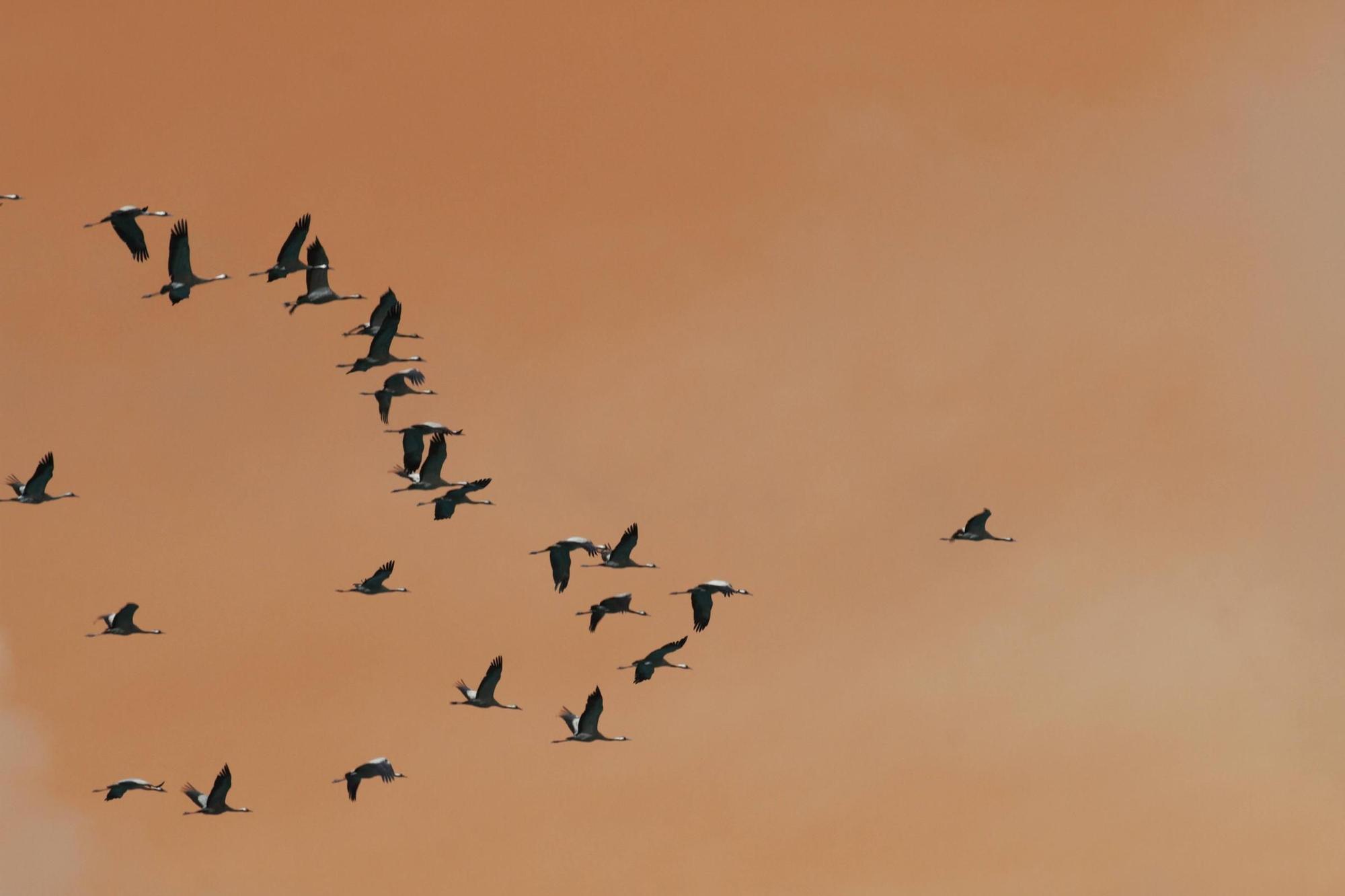 25.000 grullas levantan vuelo desde la alberca de Alboré