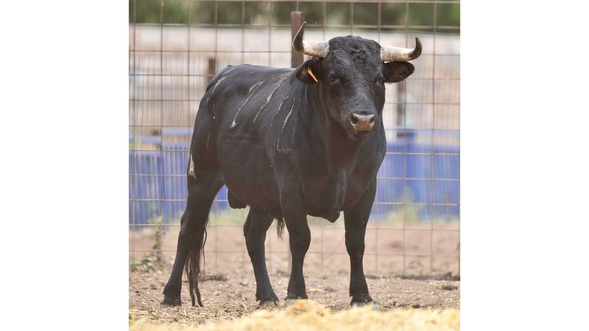 "Garitano" el nuevo toro del cajón de Charamandanga.