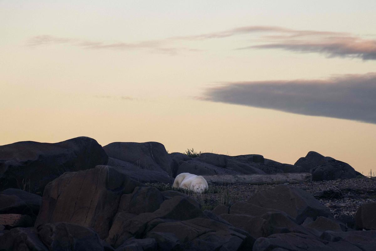 Así viven los osos polares en Hudson Bay, cerca de Churchill (Canadá).