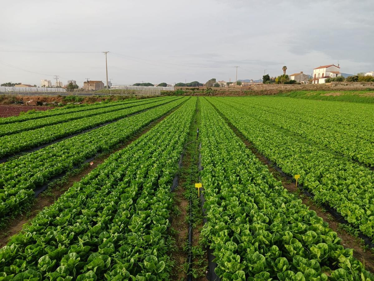 Campo de lechugas de Ametller Origen fertilizado con el residuo o bagazo obtenido durante la elaboración de cerveza Damm.