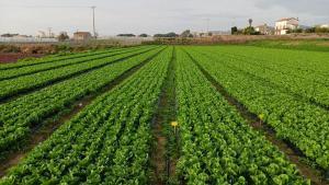 Campo de lechugas de Ametller Origen fertilizado con el residuo o bagazo obtenido durante la elaboración de cerveza Damm.