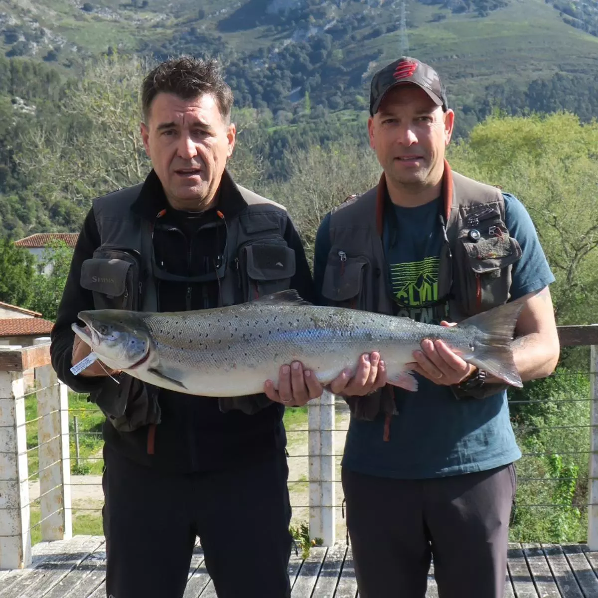 El campanu del Cares, un ejemplar de repoblación: "Me llevó unos diez minutos sacarlo"