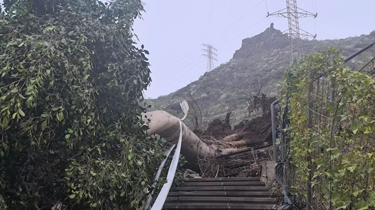 Dana en Tenerife: una veintena de vecinos, incomunicados en Valleseco por la caída de un árbol provocada por los vientos