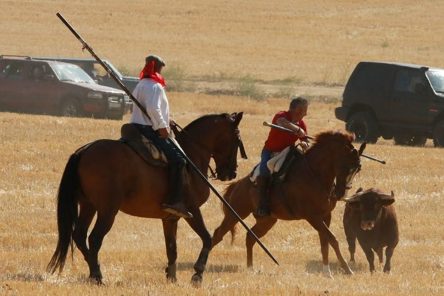 Encierro popular en Sanzoles