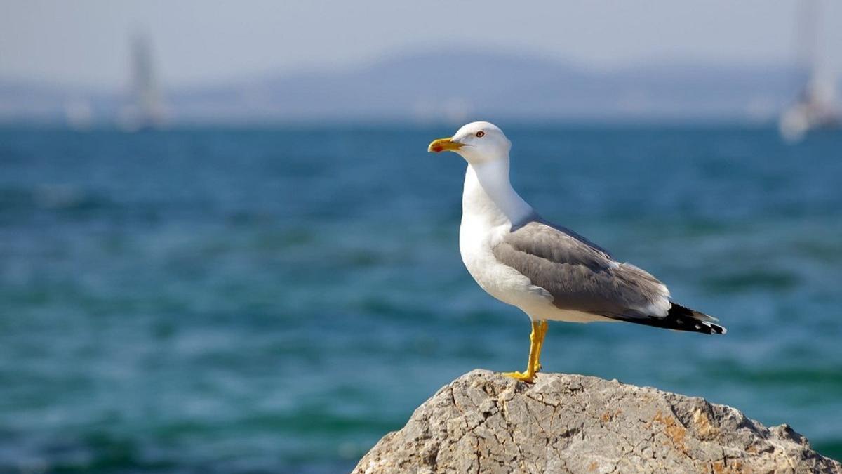 Un hombre muerde a una gaviota que le intentó robar su comida de McDonald's