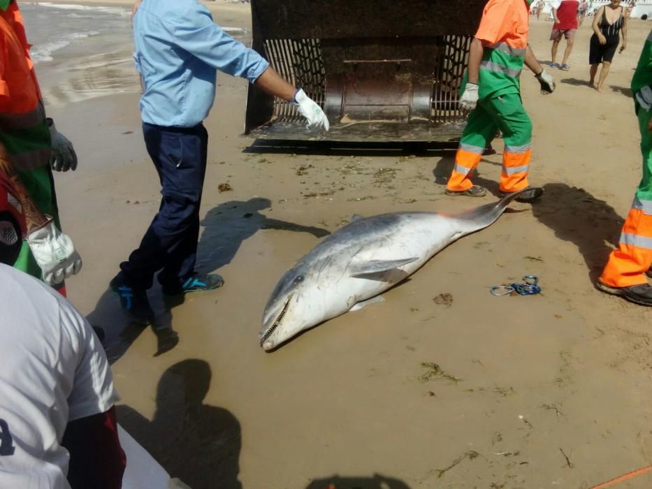 Retirada del ejemplar de delfín mular hallado hoy en las calas de Torrevieja