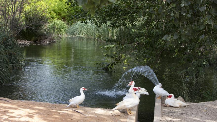 Así viven los más de 50 patos del parque de Canals