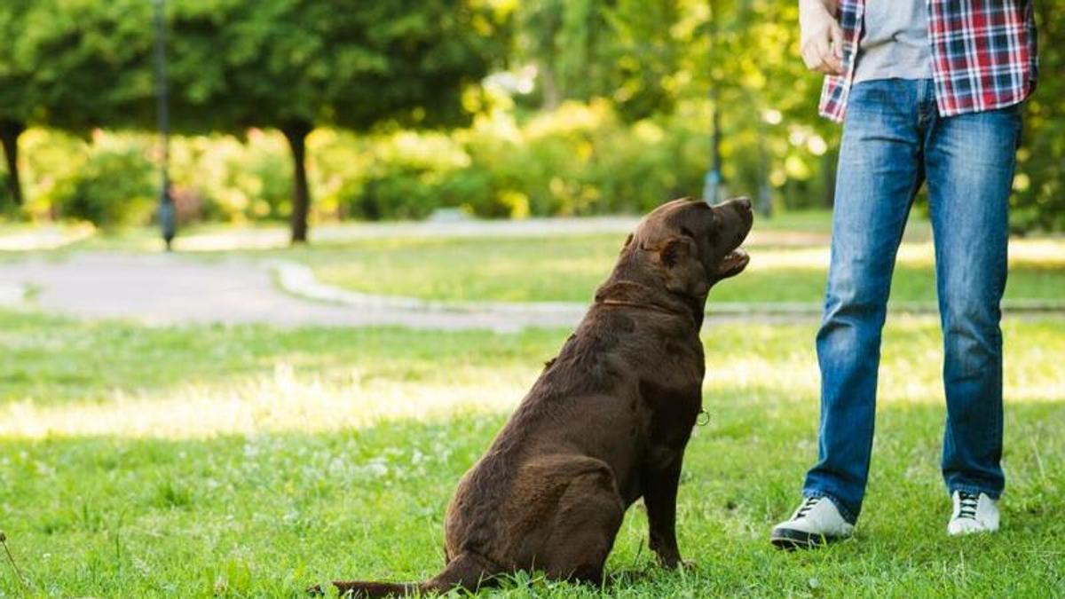 Aprèn a ensinistrar correctament el teu gos