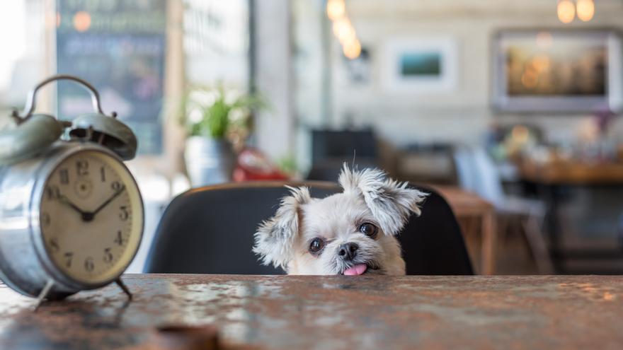 Misterio resuelto: ¿cómo saben los perros qué hora es?