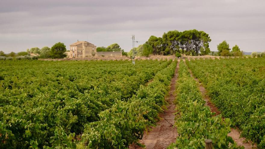 La altitud y el tipo de suelo definen la calidad del viñedo de Requena.