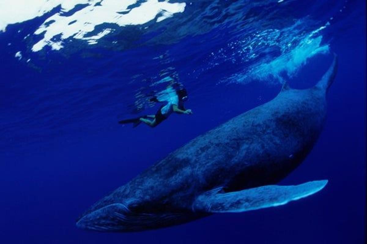 Las ballenas visitan el archipiélago de las Australes