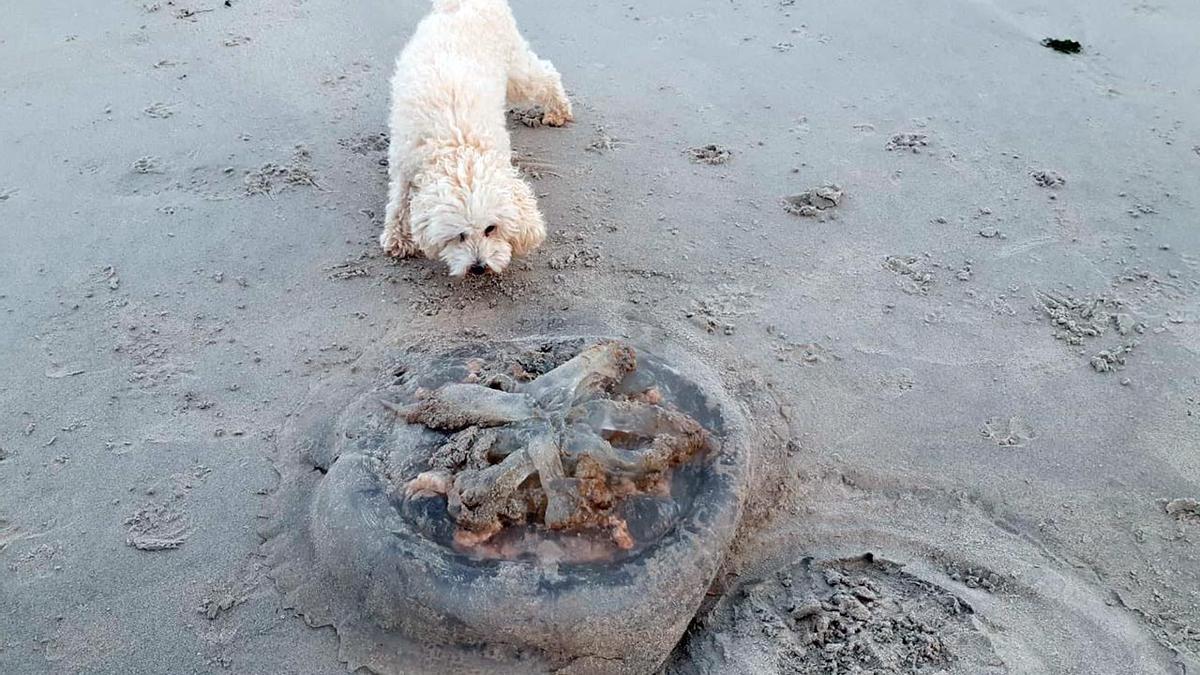 Los restos de la medusa gigante en la playa de O Vao