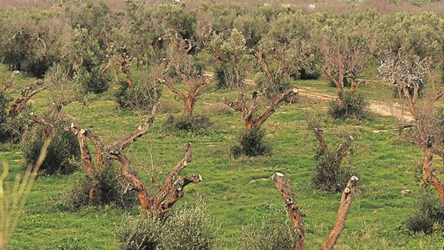 La bacteria que destruye olivos y almendros se expande por España