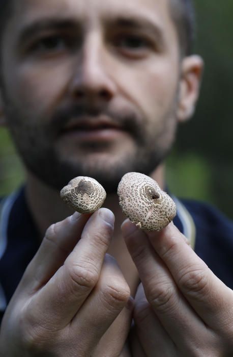 Aparición de setas venenosas en el Pinar de Castelló