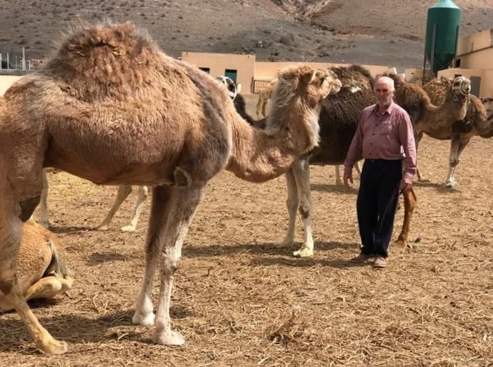 Coronavirus en Canarias | Camellos que pasean a los turistas en Timanfaya