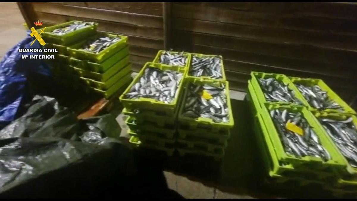 Requisados 655 kilos de sardina en el puerto de Malpica (A Coruña)