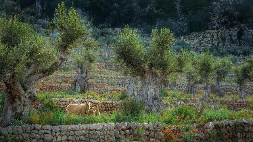 FOTOS | Aquests són els guanyadors i finalistes del tercer Concurs de Fotografia d'IDÒ