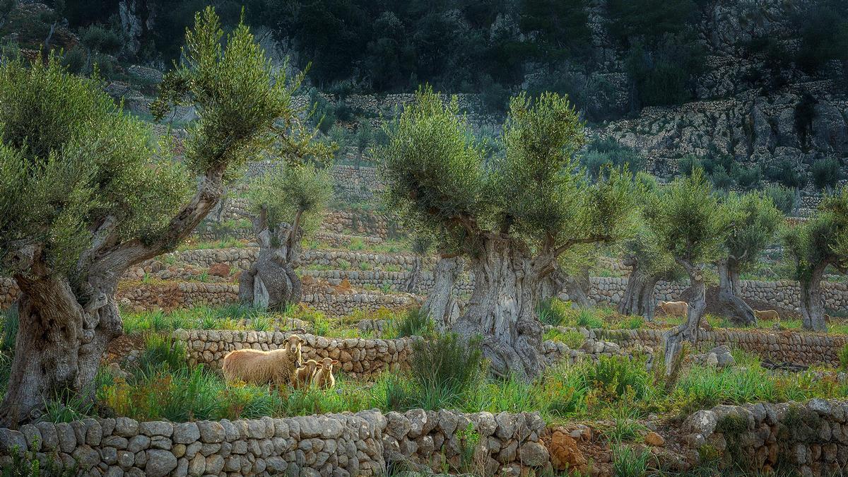 FOTOS | Aquests són els guanyadors i finalistes del tercer Concurs de Fotografia d'IDÒ