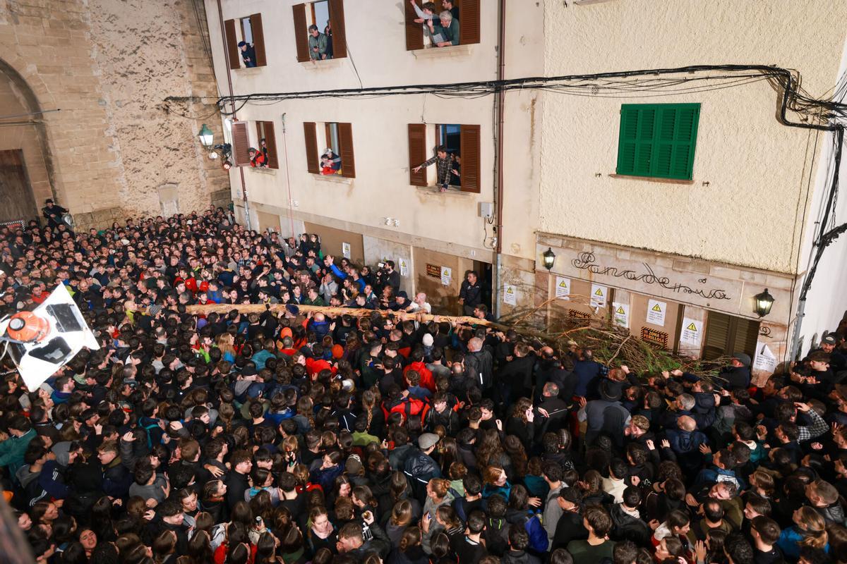 Pi de Sant Antoni de Pollença