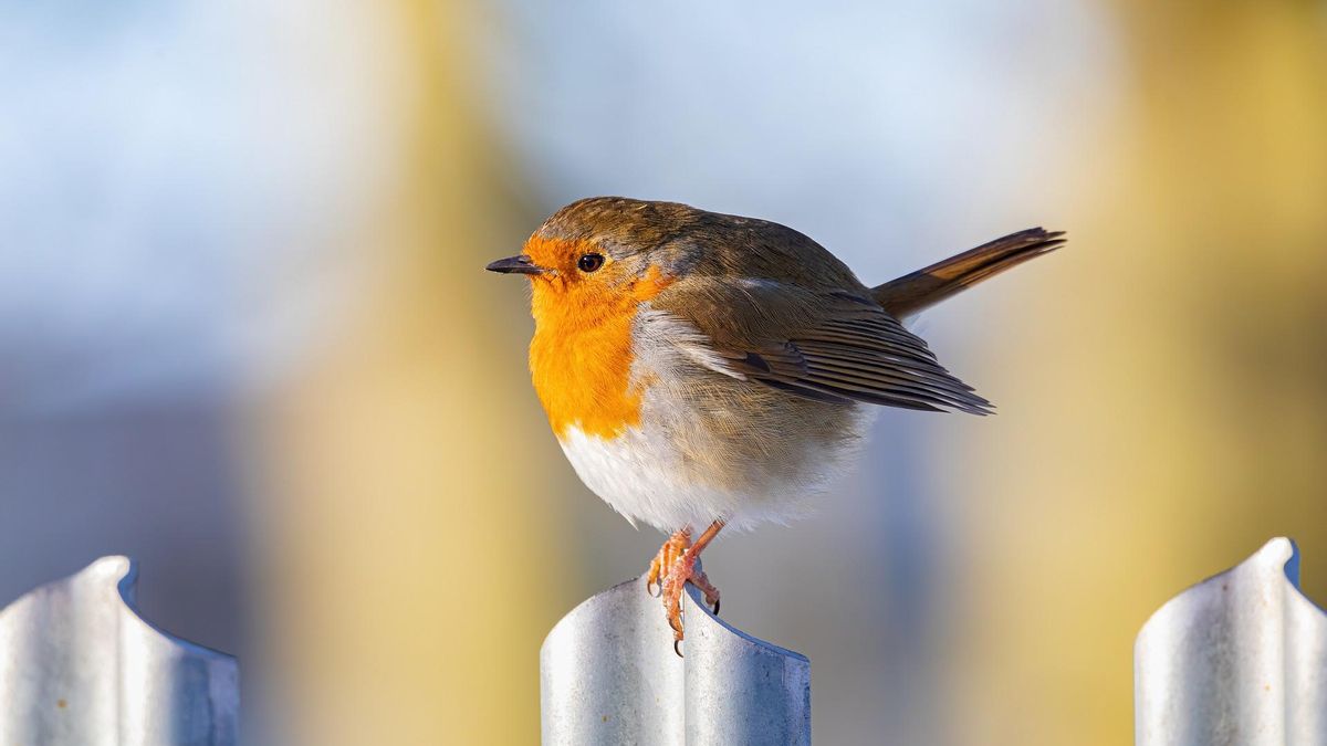 Las aves se están volviendo más pequeñas por el calentamiento global