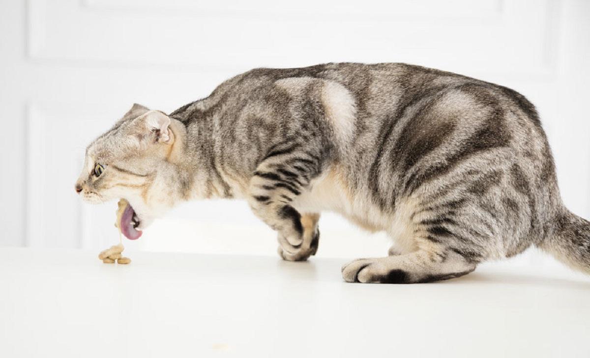 Por qué vomitan los gatos: causas y tipos de vómito.