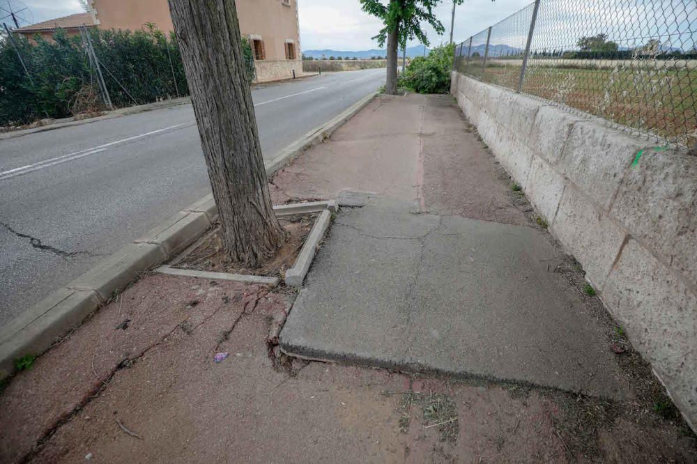 Tala de árboles en Sant Jordi (Palma)