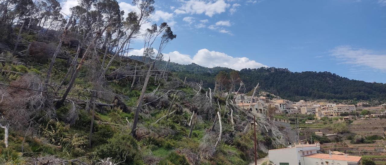 Numerosos pinos muertos permanecen a pocos metros de unas casas, con el pueblo de Banyalbufar al fondo.