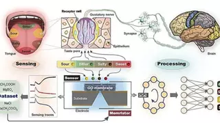 Crean la primera lengua artificial: puede sentir e identificar sabores como un órgano humano real