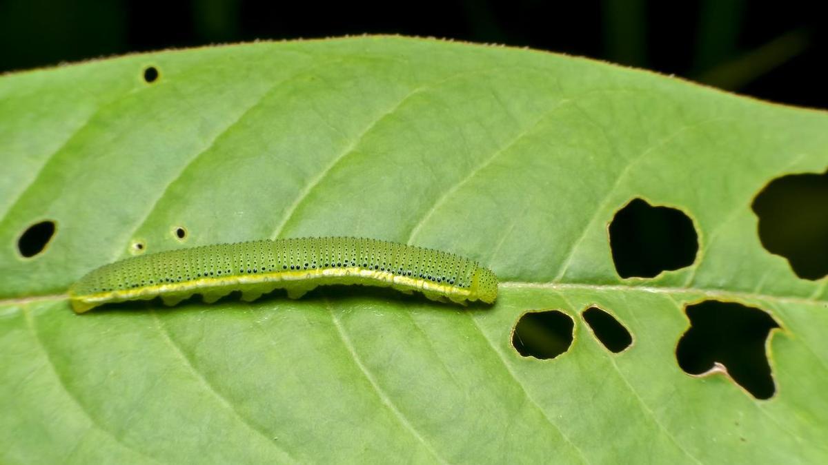 ORUGAS VERDES | El gusano verde en las plantas: todo lo que debes saber y cómo combatirlo