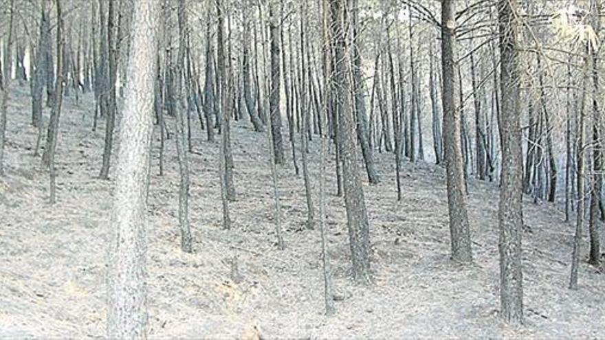 Recogen semillas para la sierra de gata