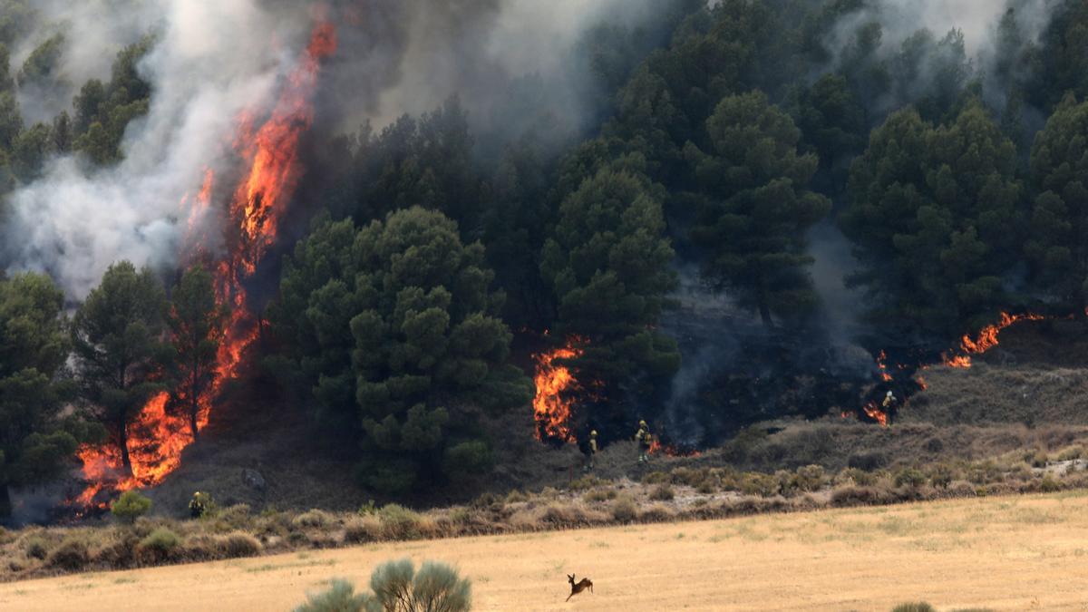 Un corzo huye del incendio que tuvo lugar en el Moncayo, en agosto de 2022.