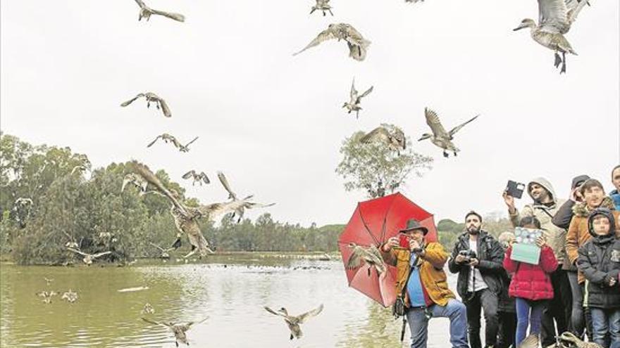 Andalucía alcanza el «récord histórico» de aves en humedales