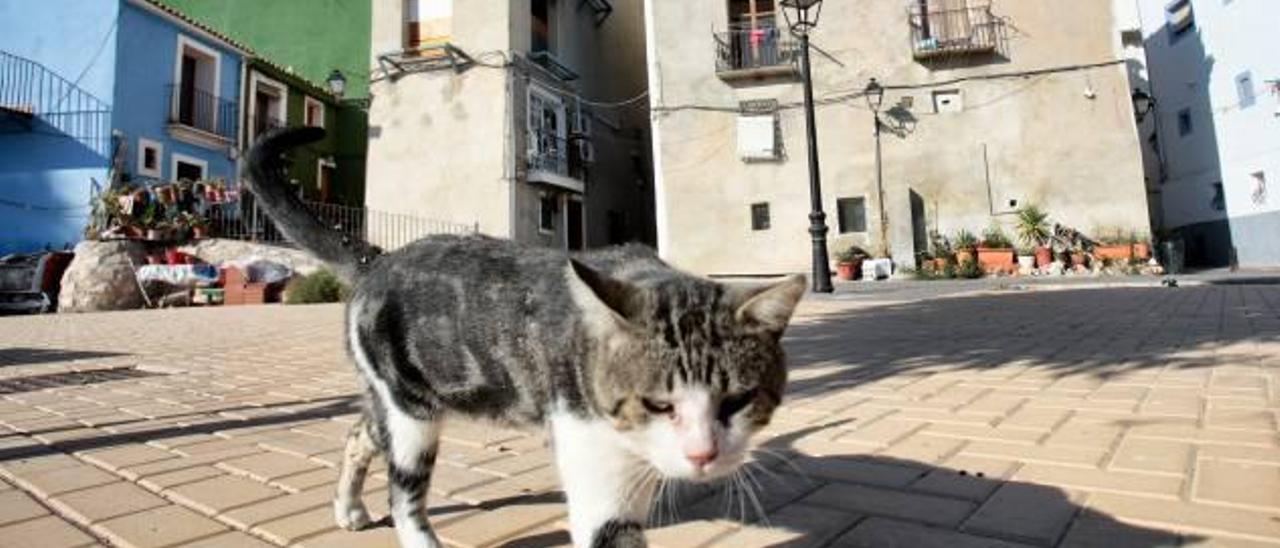 Un gato sin collar paseando por las calles de La Vila