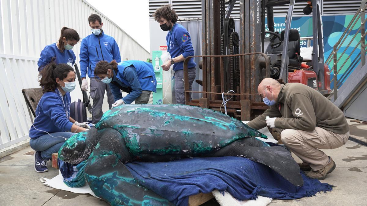 La tortuga laúd de 230 kilos a su llegada al Oceanogràfic de València