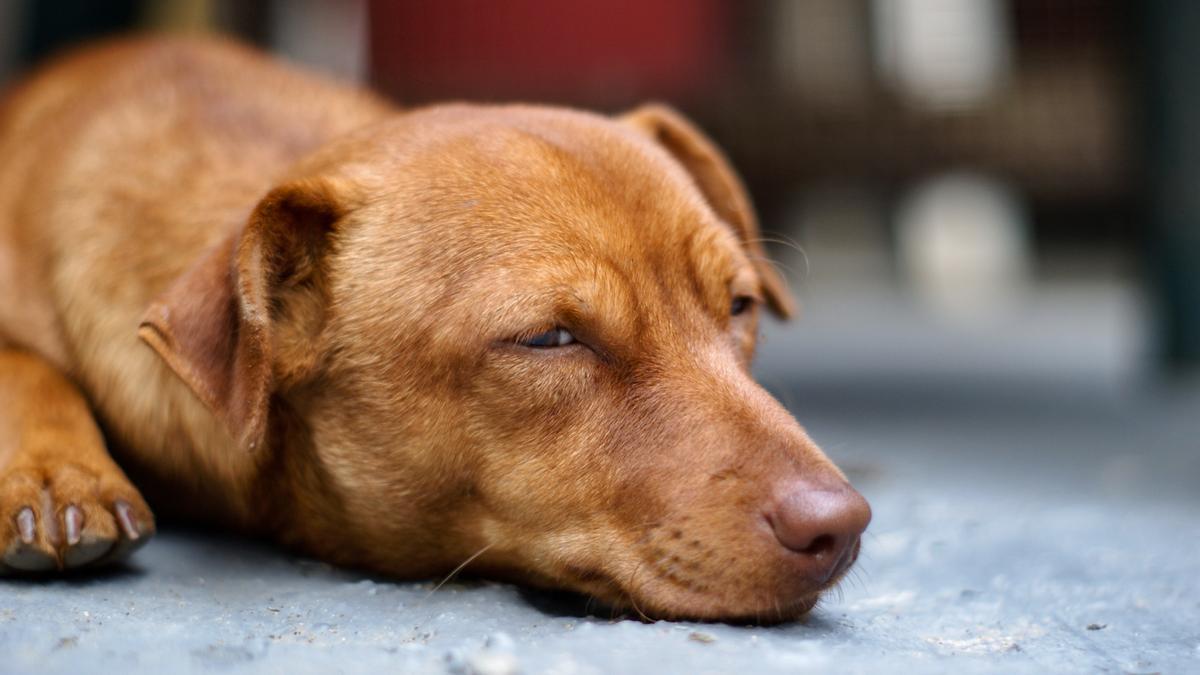 Los perros tienen fases de sueño muy similares a los humanos.