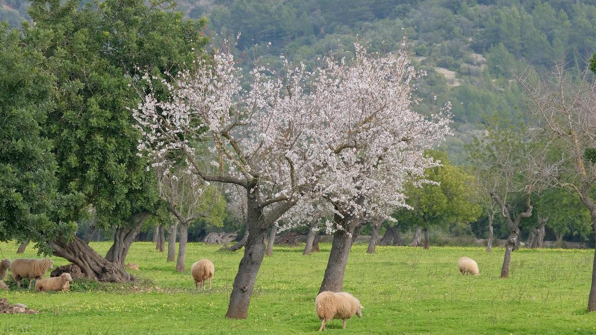 Las fotos de la tardía floración de los almendros en Mallorca Las fotos de la tardía floración de los almendros en Mallorca