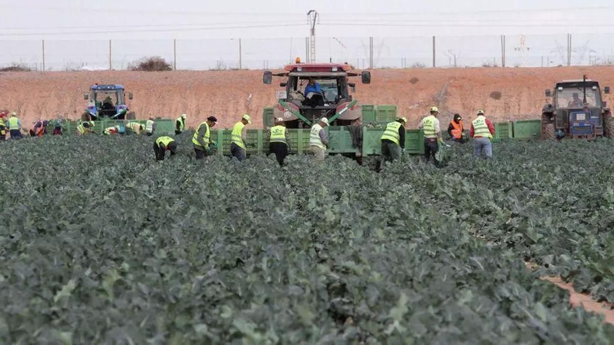 Trabajadores en el Campo de Cartagena.