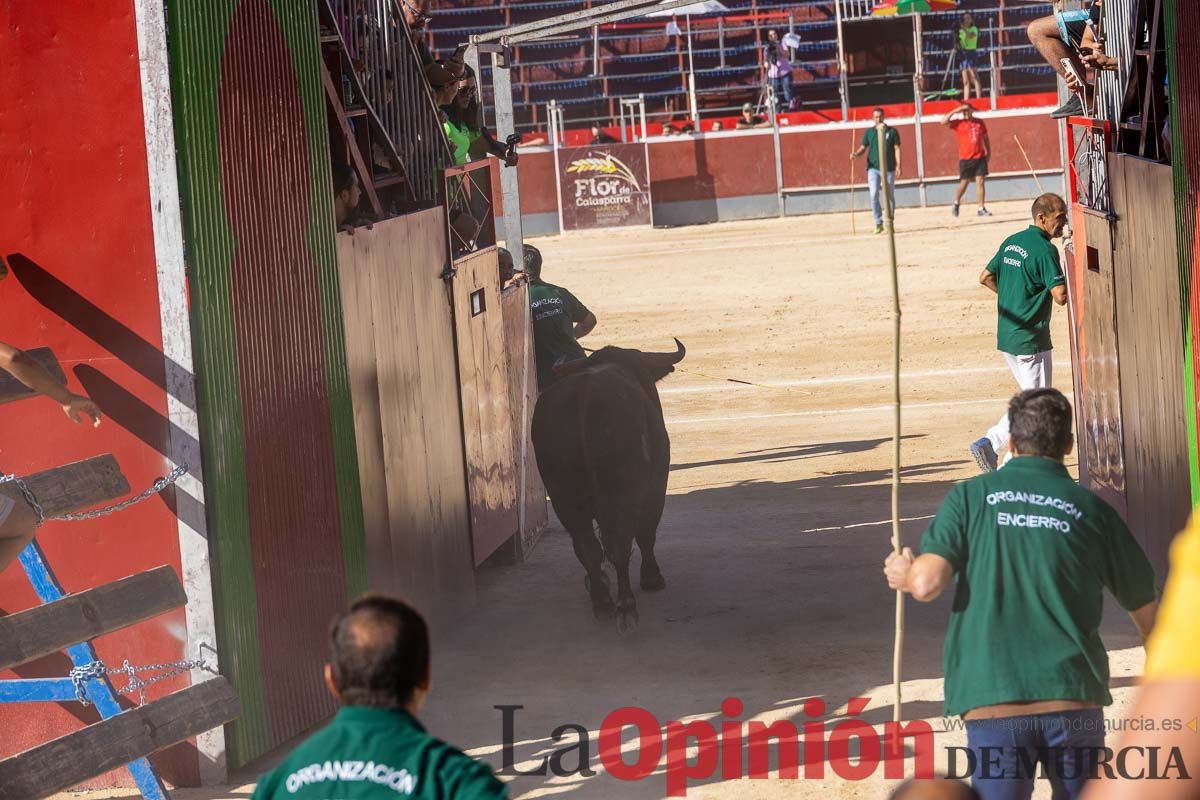 Quinto encierro de la Feria del Arroz de Calasparra